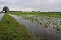 Powódź 2013 w Mędrzechowie